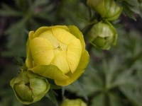 image of flower