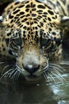 image of jaguar_car