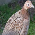image of bird