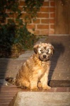 image of soft_coated_wheaten_terrier #29