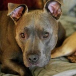 image of animal