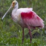 image of bird