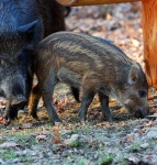 image of wild_boar