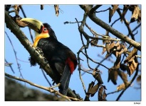 image of toucan