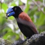 image of bird