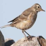 image of american_pipit #5