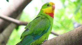image of parrot #16