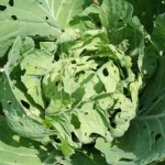 image of damage_to_cabbage_leaves