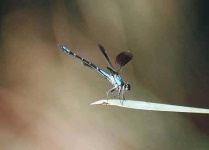 image of damselfly