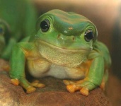 image of tree_frog #10