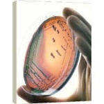 image of petri_dish