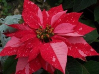 image of poinsettia #12