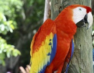 image of macaw