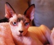 image of animal