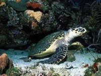 image of hawksbill