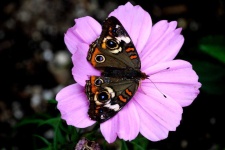 image of butterfly #14