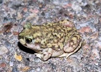 image of tailed_frog