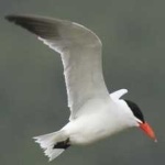 image of bird