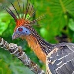 image of bird