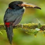 image of bird