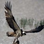 image of bird