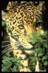 image of jaguar_car