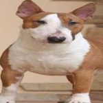 image of animal