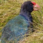 image of bird