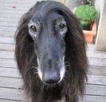 image of afghan_hound #26