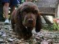 image of sussex_spaniel