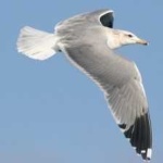 image of bird