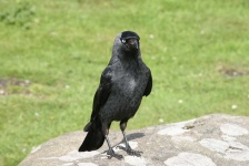image of animal