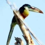 image of bird