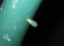 image of lacewing