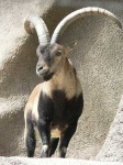 image of ibex