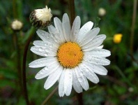 image of flower