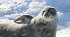 image of animal