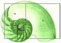 image of nautilus