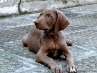 image of weimaraner