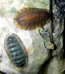 image of chiton