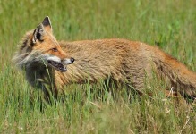 image of kit_fox