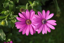 image of flower