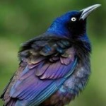 image of bird