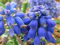 image of grape_hyacinth #33