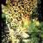image of jaguar_car