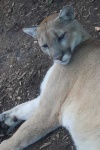 image of cougar