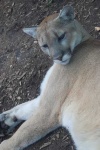 image of cougar #30