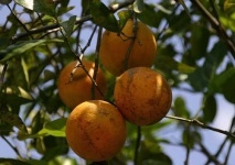 image of orange