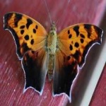 image of animal