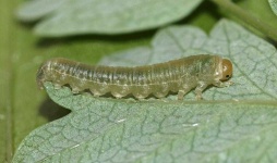 image of animal